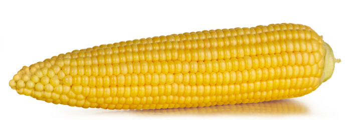 Fully open cob of fresh ripe corn on a white background