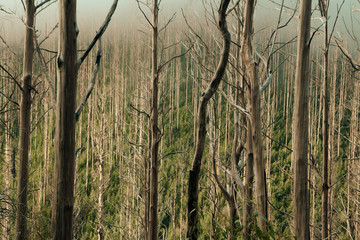 Bushfire Damaged Trees at Lake Mountain