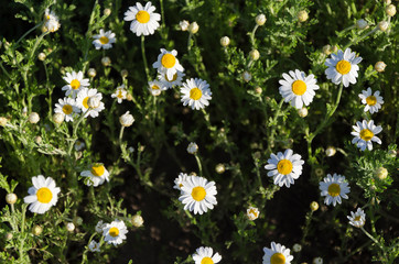 Daisy flower on green meadow 2
