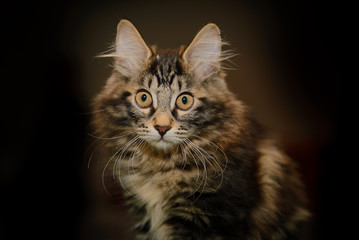 Fototapeta na wymiar Portrait of a striped fluffy Siberian cat with yellow big frightened eyes on a black background
