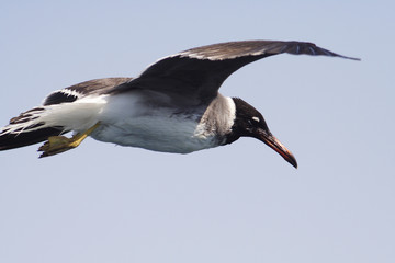 
Bird White-eyed gull in flight - obrazy, fototapety, plakaty