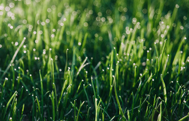 Fototapeta na wymiar Morning dew on green grass