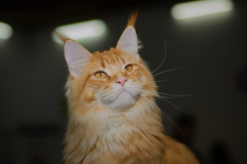 Portrait of a beautiful canopy of a young redhead Maine Coon on a black background with lamps