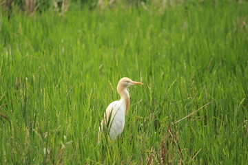 great white heron  in paddy field.