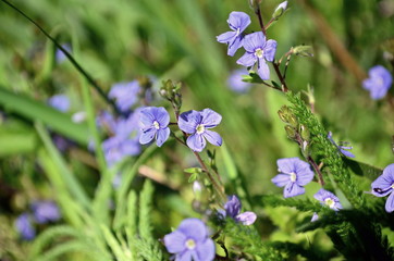Cranesbill flowers are blooming in May