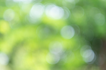 Green bokeh light nature from tree and sky background is a shiny naturally occurring shadow that is not clear but beautiful.