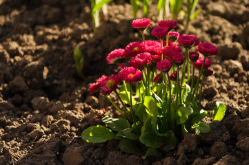 red bellis perennis flowers in the sun