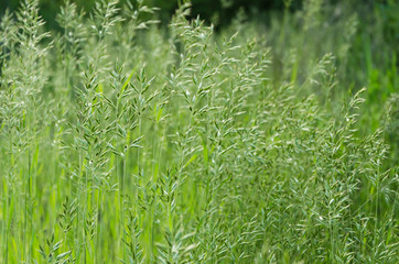 spikelets of grass in the sun