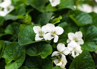 White flowers of wild violets
