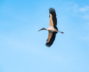 Wood Stork flying overhead at Harris Neck Wildlife Refuge in Georgia.