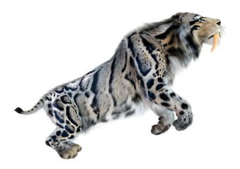 3D Rendering Sabertooth Tiger on White