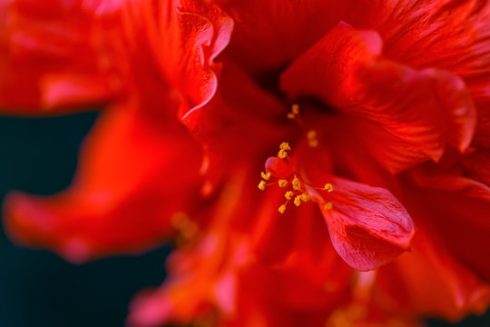 Art photography of blooming red Hibiscus or mallow. Shallow depth of field. Toned image. Copy space.