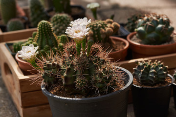 Beautiful gymnocalycium cactus flowers in flower pot