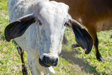 close up of Nellore cattle on pasture