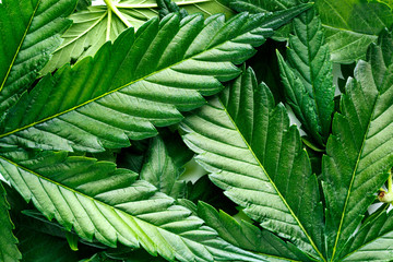 Cannabis is a standoff between a drug and a medicine. Green background of leaves.Close-up young...
