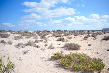 plant in the desert - conceptual photo for growth in adverse conditions