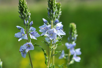 In the spring, the Veronica prostrata blooms among the herbs