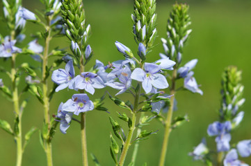 In the spring, the Veronica prostrata blooms among the herbs