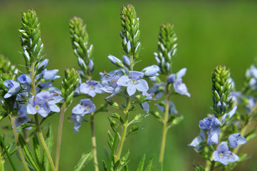 In the spring, the Veronica prostrata blooms among the herbs