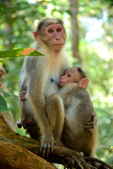 mother and baby
Monkey 