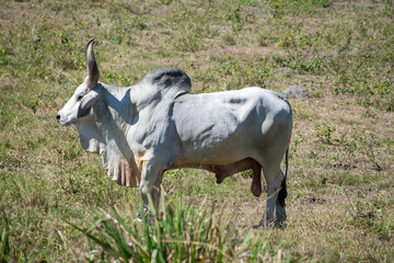 close up of guzera cattle on pasture