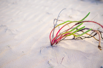 plant in the desert - conceptual photo for growth in adverse conditions
