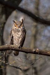 A Great Horned Owl perched on a tree limb.