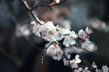 Close-up flowering cherry branch