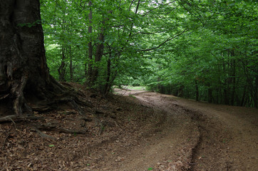 A Road In The Forest