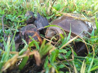turtle in the grass