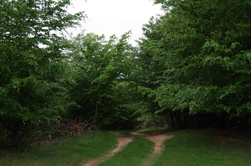 Into The Wild