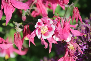 Obraz premium pink flower