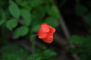 Poppy Flower