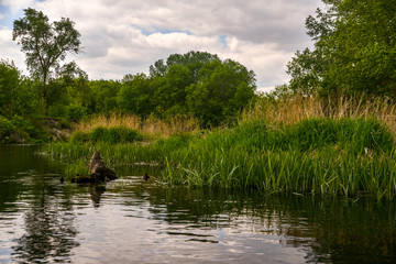 summer landscape with lake