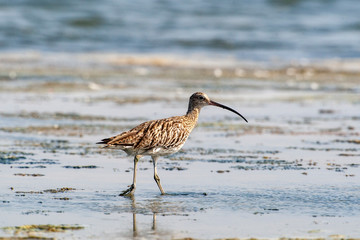 Whimbrel in its natural habitat (Numenius phaeopus)