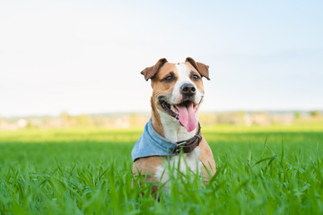 Happy dog in bandana rests in green grass. Staffordshire terrier mutt in the summer sun lit field