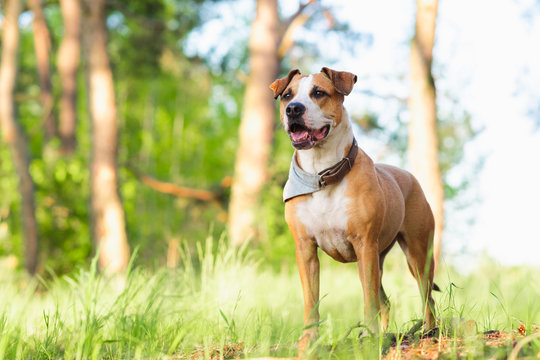 Adventure dog in the forest, bright sun lit image. Staffordshire terrier mutt outdoors, happy and healthy pets concept