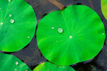 Raindrops on the lotus leaf and the morning sun