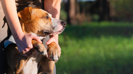 Dog in human hands outdoors in summer, copy space image. People and pets interaction, friendship and spending time together