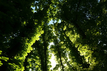 sun rays through the trees