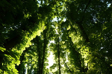 sun shining through the trees
