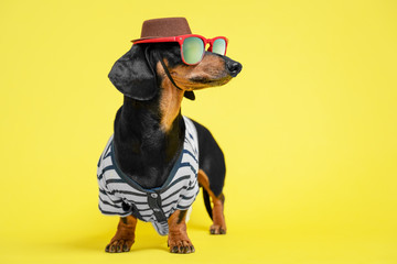 Funny little dachshund wearing vest, sunglasses and brown hat standing on bright yellow background and looking to right side. Humor concept of traveler, or owner liking to dress their dogs.