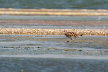Whimbrel in its natural habitat (Numenius phaeopus)