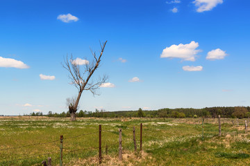 Krajobraz wiejski Podlasia. Dolina Narwi. Podlaskie wierzby, Polska