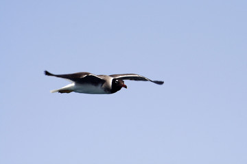 
Bird White-eyed gull in flight