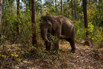 Obraz premium Elefant 1