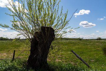 Krajobraz wiejski Podlasia. Dolina Narwi. Podlaskie wierzby, Polska