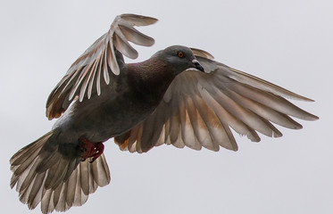 Flight of the Pegion