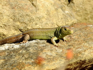 Zielona jaszczurka na kamieniu