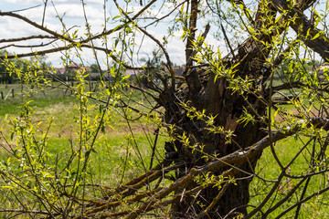Krajobraz wiejski Podlasia. Dolina Narwi. Podlaskie wierzby, Polska